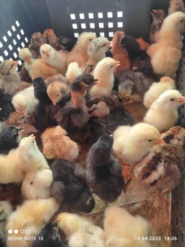 цыплята бройлера: Продаются домашние суточные цыплята разных пород, а так же подрощенные