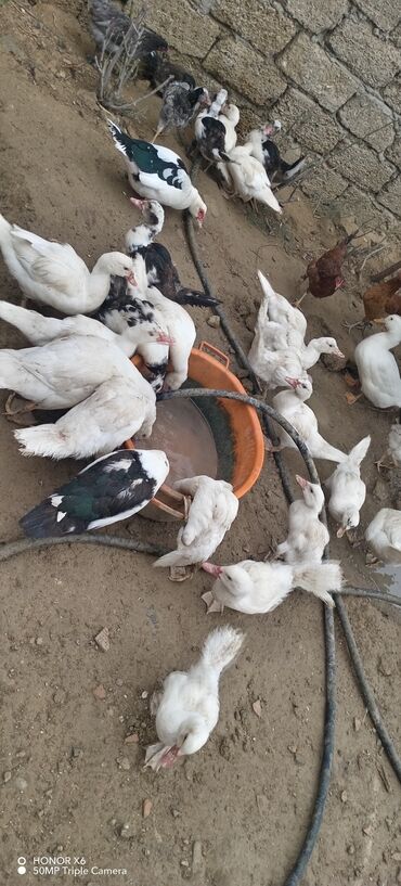Ördəklər: Məhsul: Muskovi (Hind) ördəkləri – müxtəlif rənglərdə sürü Təsvir: - — 22