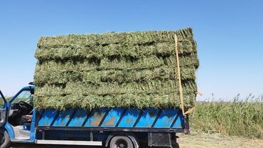 срочно продаю в связи с переездом: Продаю тюк Сено в тюках (прямоугольные кипы) - Кормовое сено из