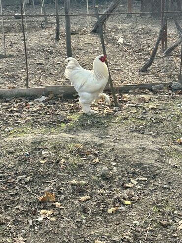 Toyuqlar: Toyuq, Brama, Yumurtalıq, Ünvandan götürmə — 4