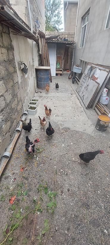 toyuq yuvasi: Toyuq, Yumurtalıq — 1
