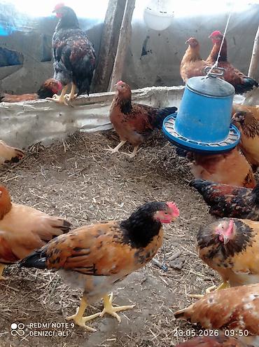 tap az qusar heyvanlar: Salam bu gorduyunuz lider sortu HEM ETLIK HEMDE YUMRTALIGUCUN — 4