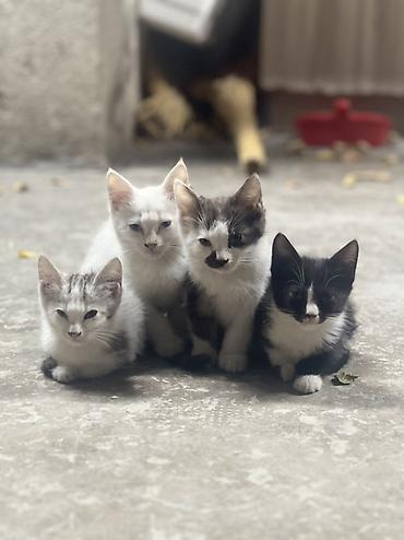 Животные: Котята, помёт из четырёх малышей. Описание: - Окрас: белый — 6