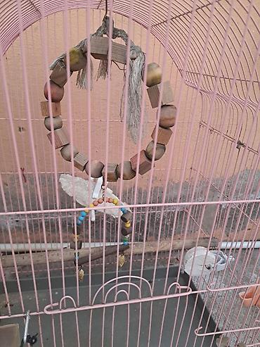 Qəfəslər: Qəfəs və aksesuar dəsti – xırda ev quşları üçün - Ölçü: orta həcmli — 10