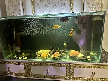 betta baligi satis: Dördbucaq akvarium, Balıqlarla birlikdə, 220 l — 1