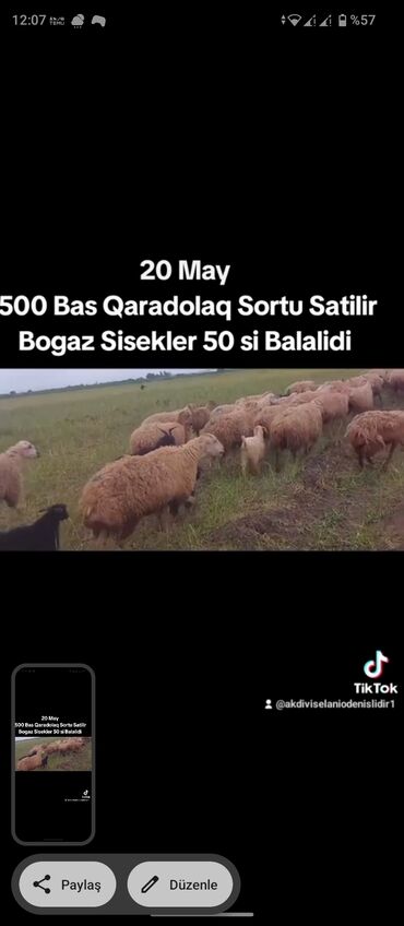 Qoyunlar, qoçlar: 20 may 500 bas Qaradolaq sortu Satilir hamisi bogaz sisek