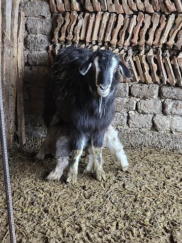 Козы, козлы: Продаю | Коза (самка) | Для разведения — 9
