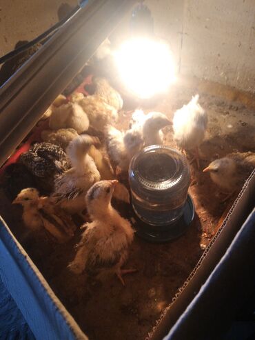 Животные: Продаю Домашние цыплята Возраст 22 дней