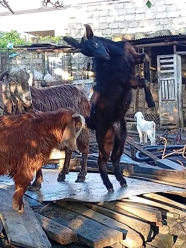 heleb keçileri: 3 ayın kecib erkekdi ana saf qan helebdi atası muruciana — 1