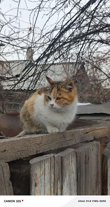 Отдам даром кошку: Кошка даром: Беспородная, Девочка at lalafo.kg — 6 Отдам даром кошку: Кошка даром: Беспородная, Девочка — 6