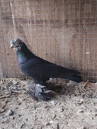 Другие с/х животные: Продам голуби🕊 срочно🆘 игра есть не болеют гарантием даю одна штука at lalafo.kg — 10 Другие с/х животные: Продам голуби🕊 срочно🆘 игра есть не болеют гарантием даю одна штука — 10