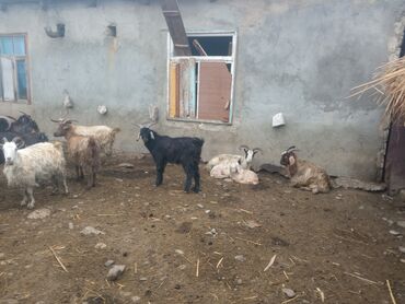 Keçi, çəpiş: Keçilər satilir — 10