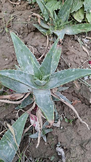 Алоэ: Алоэ вера (Aloe vera) — розетки взрослых растений для сада и дома — 3
