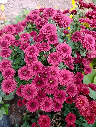 Массаж: Массаж | Остеохондроз, Холка на шее — 10