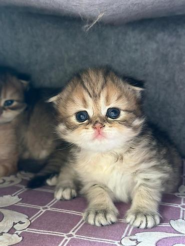 Pişiklər: Şotland — 5