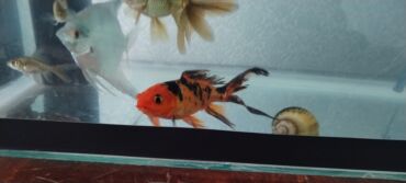 İtlər: Qızıl balıq, Sülhsevər