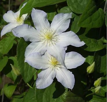 Другие садовые цветы и кустарники: Клематисы, 800сом Хосты, голубые крупномеры "Элеганс" и "Биг Дадди" — 4