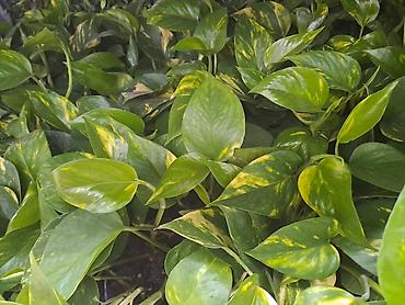 ormar za predsoblje: Dracena, Drvo Života, razne vrste i velicine sa prve slike su od 800 i — 4