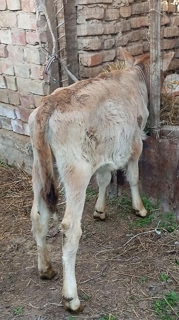 Коровы, быки: Продаю | Бык (самец), Тёлка — 2