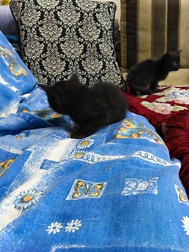 Отдам даром кошку: Очаровательный черный котёнок - Окрас: полностью чёрный, короткая — 3
