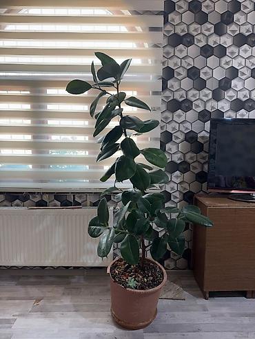 şaxta gülü bitkisi: Fikus elastika (rezin ağacı) – iri, parlaq, tünd-yaşıl yarpaqlı — 1