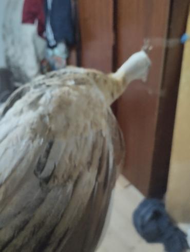 ov quşları: Tovuz quşu balası (paun cücəsi) - Növ: Tovuz quşu (peafowl) – gənc — 10
