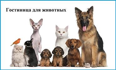 golden retviever: Беру на передержку собак и других животных есть все условия домашние и — 3
