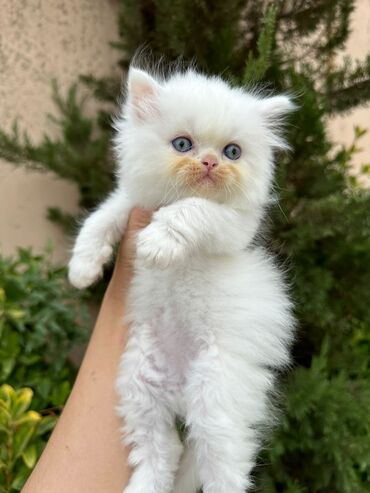 Pişiklər: Şotland, Erkək, Dişi, Yaxşı əllərə, Ünvandan götürmə, Pulsuz çatdırılma, Ödənişli çatdırılma — 11