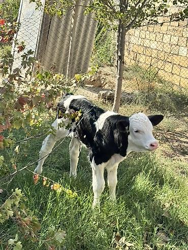 Телята: Erkək simmental buzov. Tam sağlamdır. 5 günlükdür. Super buzovdur — 3