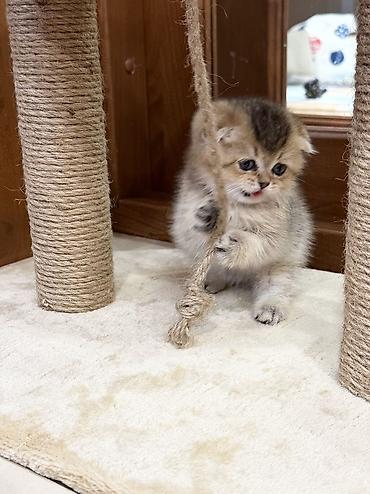 шотландская кошка шиншилла: Шотландский вислоухий котёнок золотого окраса. Шкотиш фолд — 8