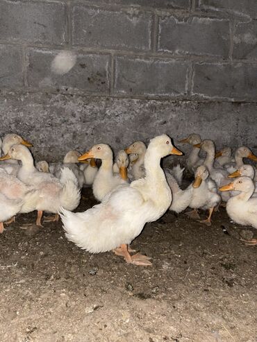 Другие с/х животные: Срочно 🚨 продаётся двухмесячные, бройлерные утки агидель привезенные