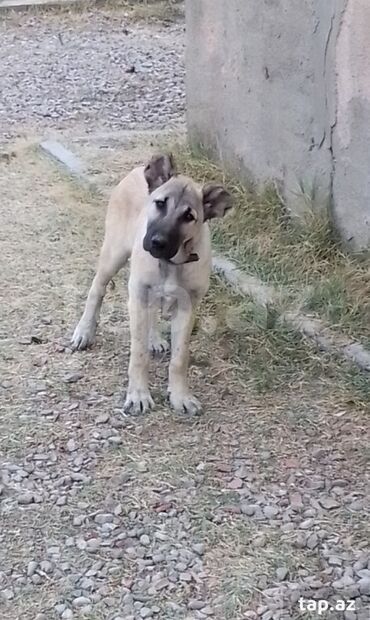 ucuz pişiy: Kanqal, 4 ay, Dişi, Peyvəndli, Ünvandan götürmə