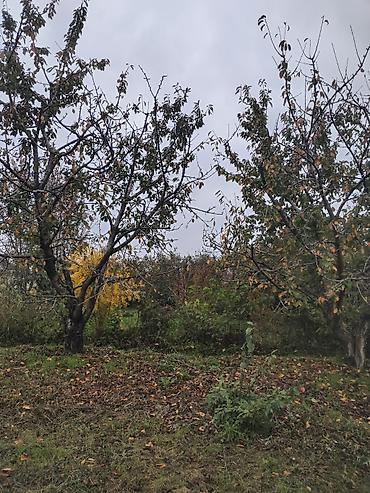 Torpaq sahələrinin satışı: Kənd təsərrüfatı — 7