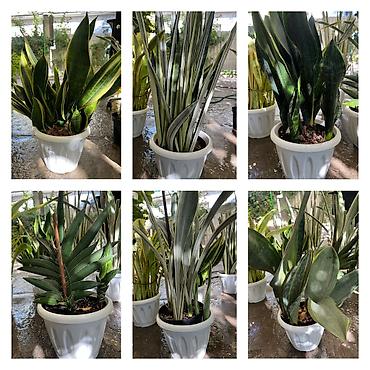 тещин: Сансевиерия (Sansevieria, «тещин язык») – компактные комнатные — 9