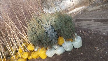 Декоративные деревья: Саженцы деревьев: Ели — 7