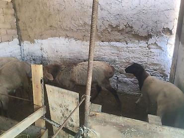goat: Продаю | Ягненок | Для разведения — 5
