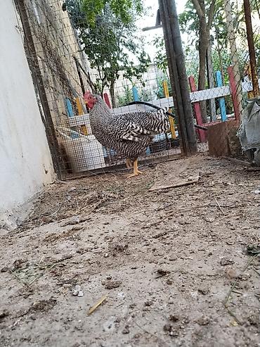 heyvan alqi satqisi: 4ay yarimliq erkek amroks.temiz qandir.hecbir problemi yoxdu.coxdu — 2