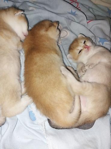 Pişiklər: Britan — 15