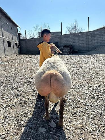 Баран, овца: Продаю | Баран (самец) | Арашан | Для разведения — 10