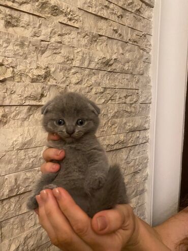 американский вислоухий кот: Шотландская, Самец, Самка