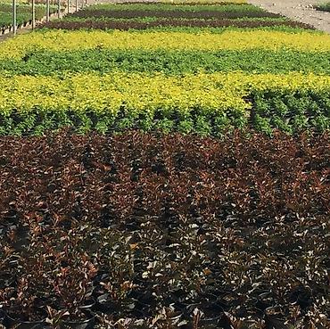 Удобрения и садовая химия: Удобрение Самовывоз — 23