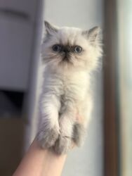 Pişiklər: Britan yastı qulaq, Erkək, Dişi, Yaxşı əllərə, Ünvandan götürmə, Ödənişli çatdırılma, Rayonlara çatdırılma — 28