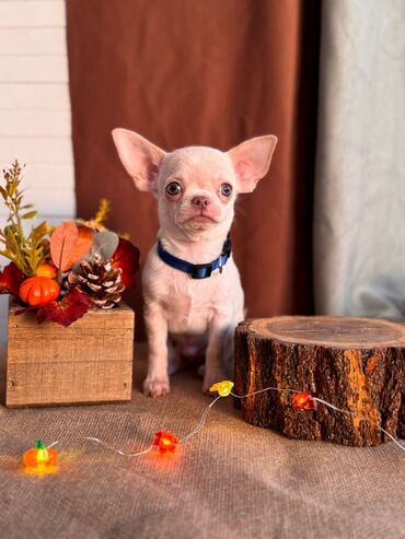 отдам котёнка в добрые руки: Çixuahua