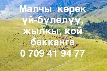 работа в бишкеке 1000 сом в день официант: Требуется Пастух, Оплата Ежемесячно, Развоз