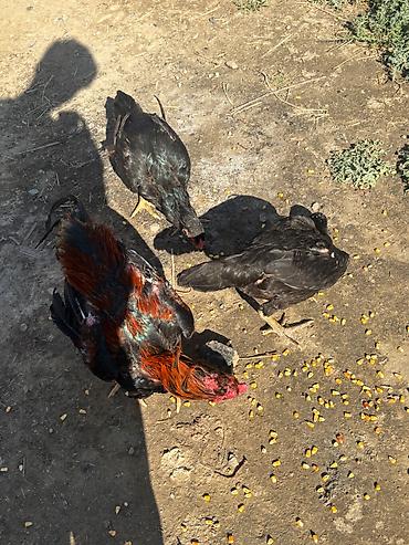 hamster satisi: Heyratılar satılır qiymet razılaşma yolu ilə — 5
