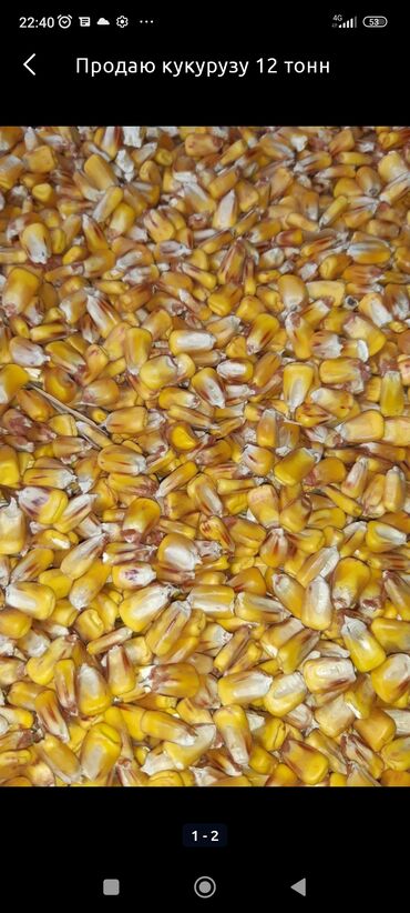 куплю кукурузу в качанах: Продаю кукуруза сухой косили 7 сентября сухой в качанах влажность