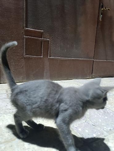 Pişiklər: Dişi — 1