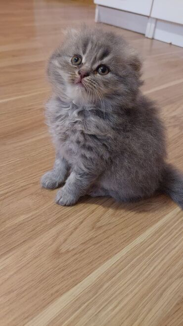 продам котенка британца: Şotland uzun tüklü bala 40 gūnlük erkek