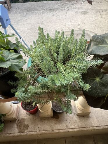 Xalçalar: Xalça -da lalafo.az — 11 Xalçalar: Xalça — 11