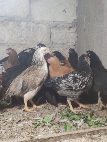 Cücələr: Toyuq cücələri, Ətlik — 3